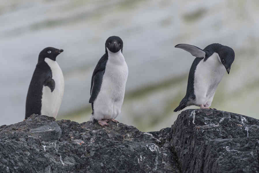 Pingüino Adelia - Antártida 03.jpg